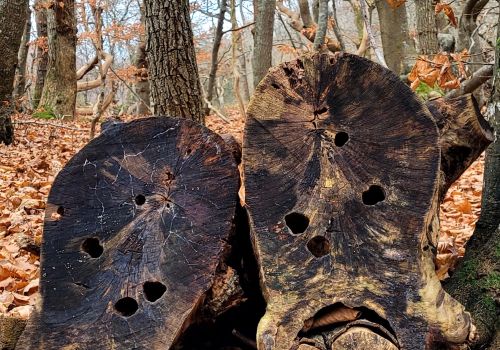 Dorte Fog   Rodfigurer