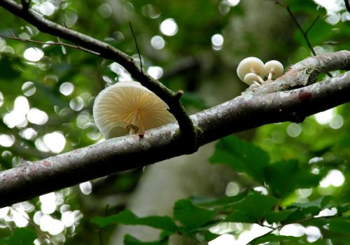 Dorte Fog   Svampe P Gren