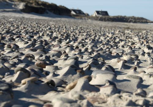 Dorte Fogh   Sandbølger