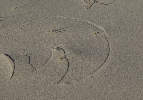 Dorte Fogh   Strandgeometri