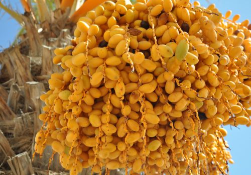 Frede Hansen Palmefrugt