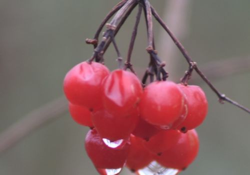Frede Hansen Røde bær