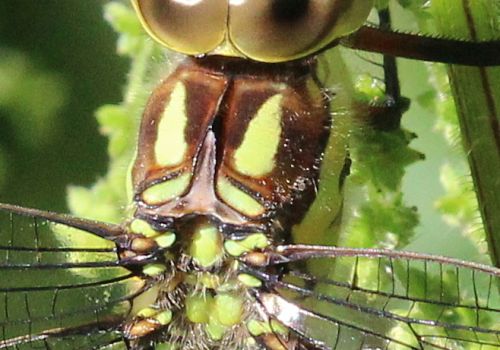 Helle B  Bl Mosaikguldsmed