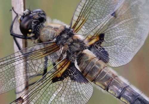 Helle B  Fireplettet Libel