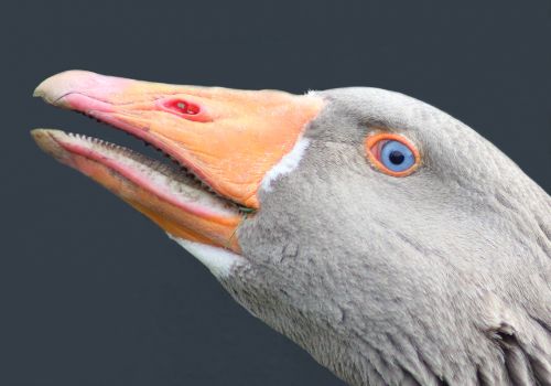 Helle B   Gås Viser Tænder