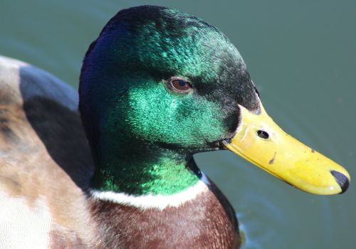 Helle B   Andrik Fra Østre Anlæg