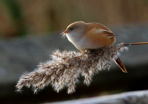 Helle B   Skægmejse I Vejlerne