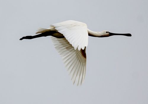 Helle Blakey   Skestork