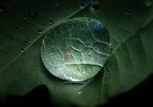Mads   Dråbe På Blad