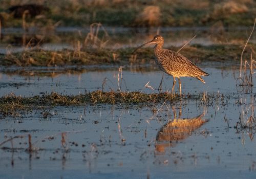 Poul Michael   Regnspove