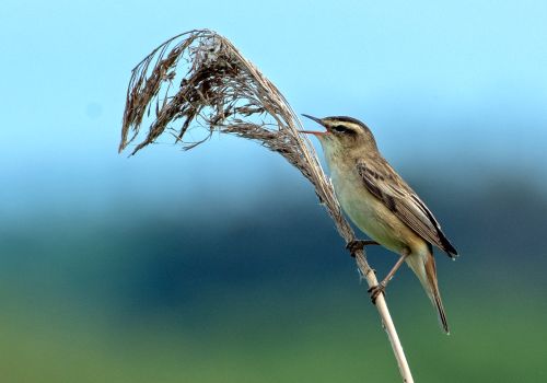 Poul Michael   Sivsanger 