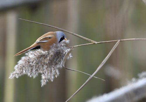Poul Michael   Skægmejse