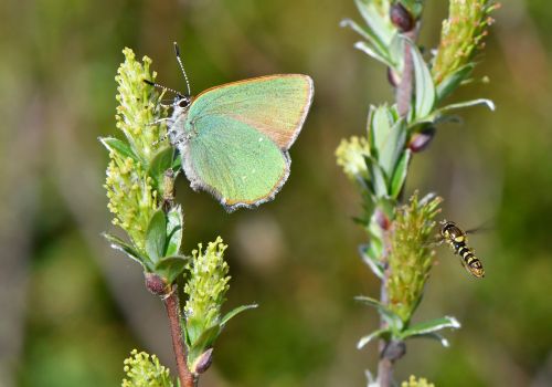 Poul Michael   Sommerfugl