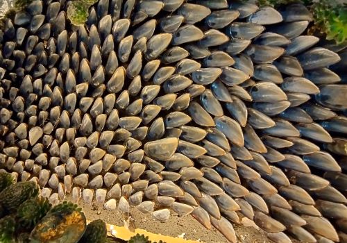 Svend Aage   Frøstsnd