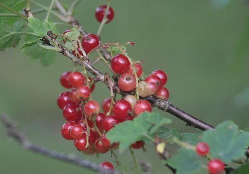 Svend Aage   Røde Bær